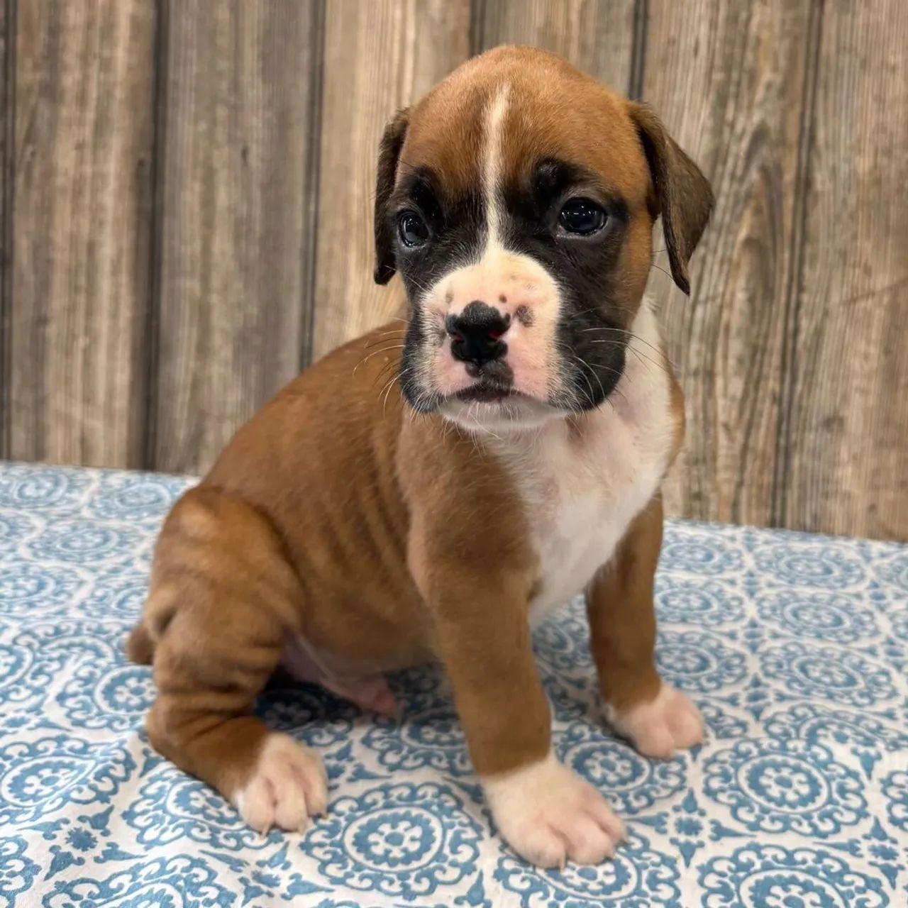 Boxer: Um poço de doçura 