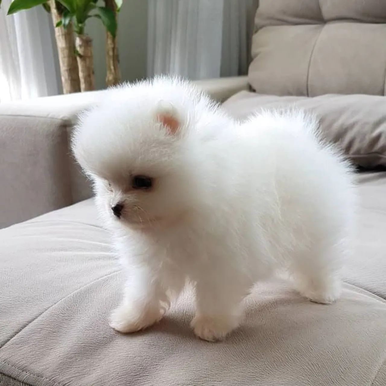 Spitz Alemão adorável 