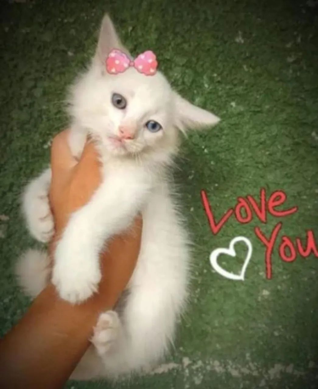 Gatinhos Maine coon