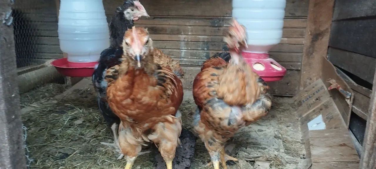 Vende-se franguinhos melhorados genéticamente - Foto 3