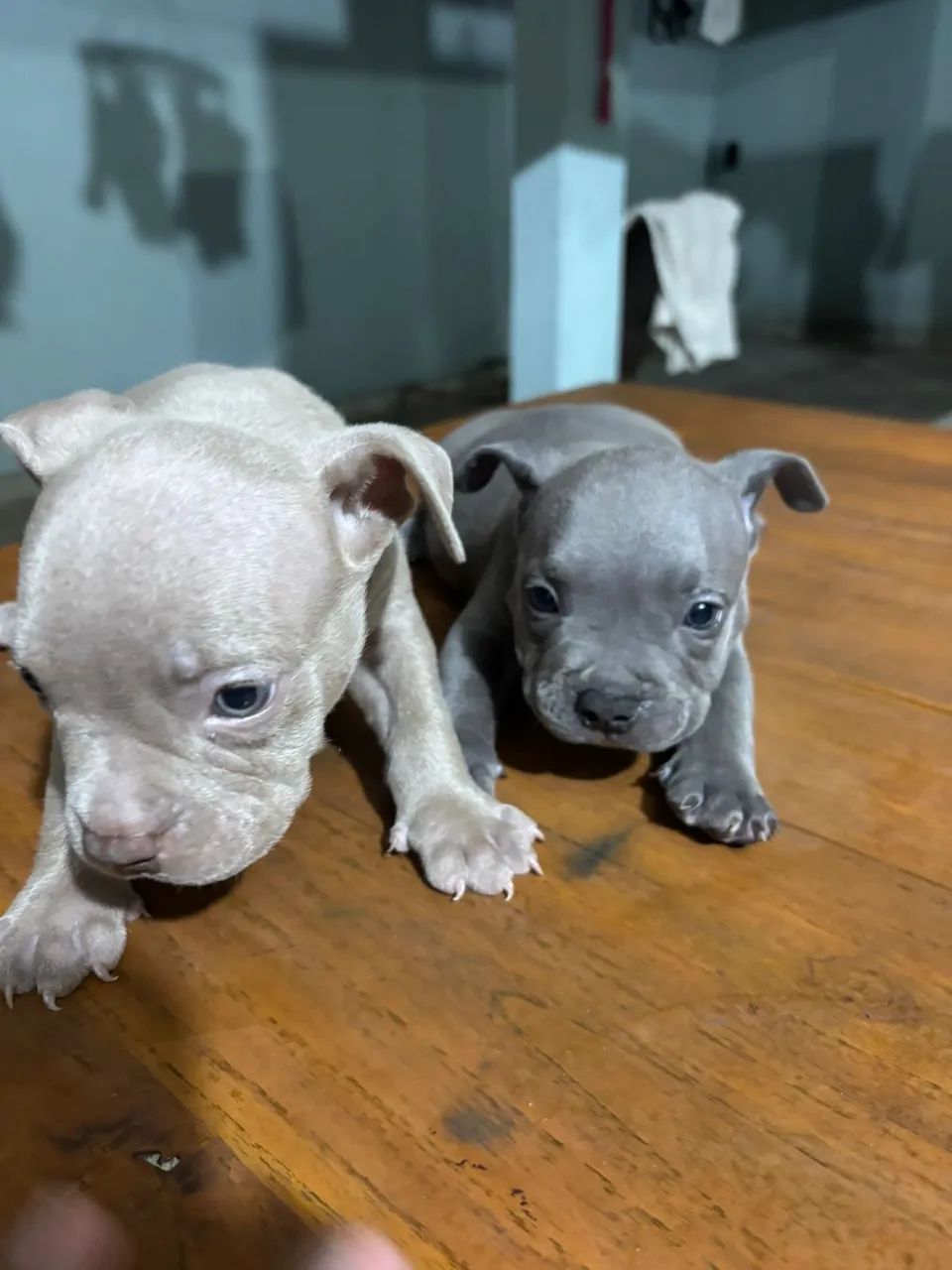 American bully  - Foto 4