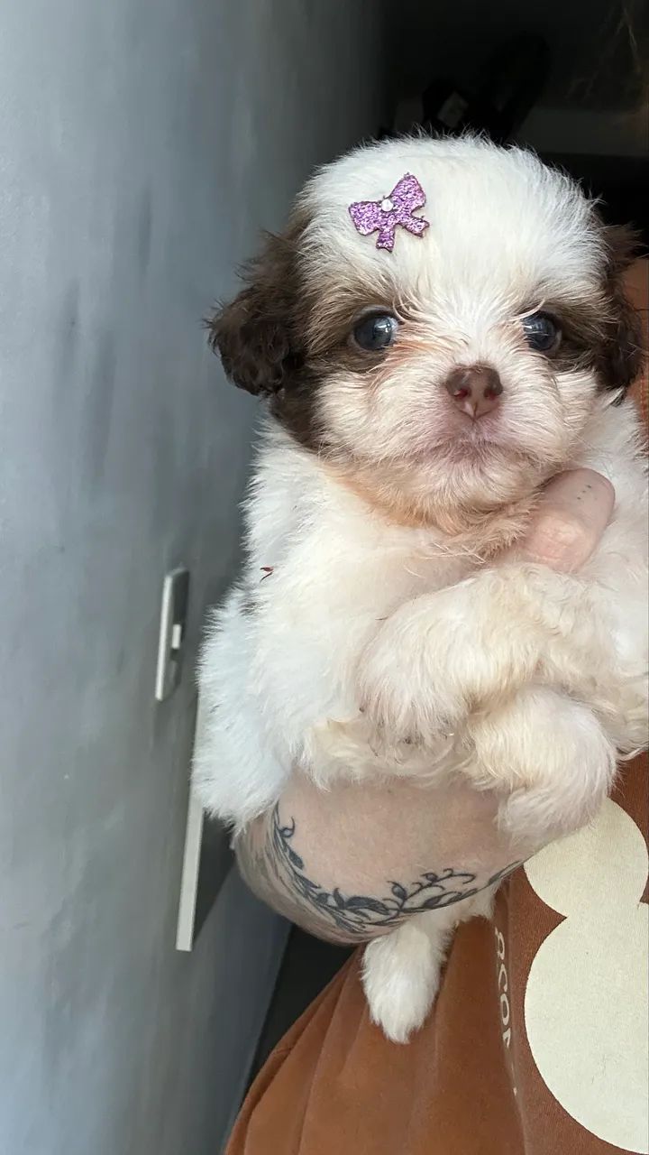 Shihtzu filhote  - Foto 2