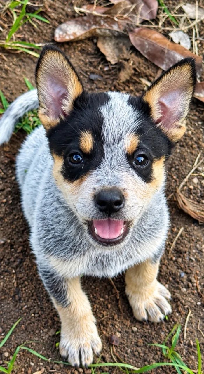 Filhotes de Blue Heeler - Foto 5