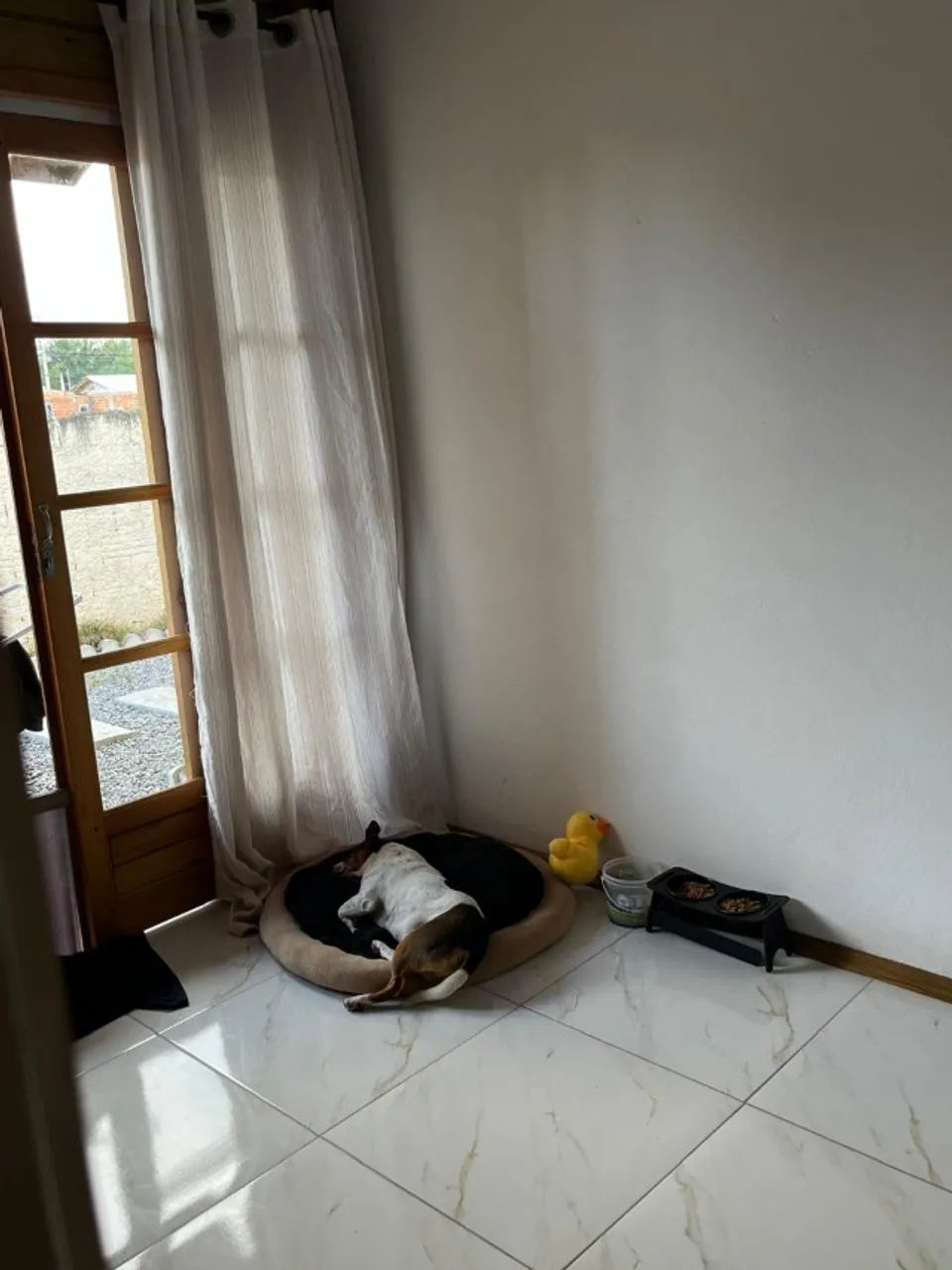Cão  - Foto 4