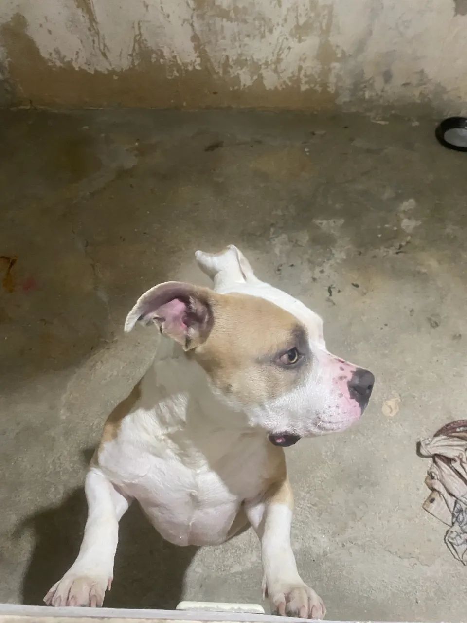 América bully macho muito dócil  - Foto 3