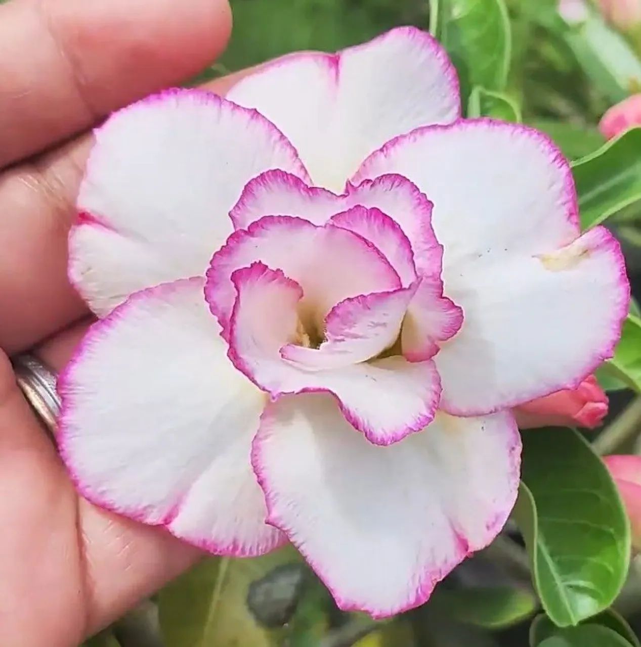 Rosa do deserto 