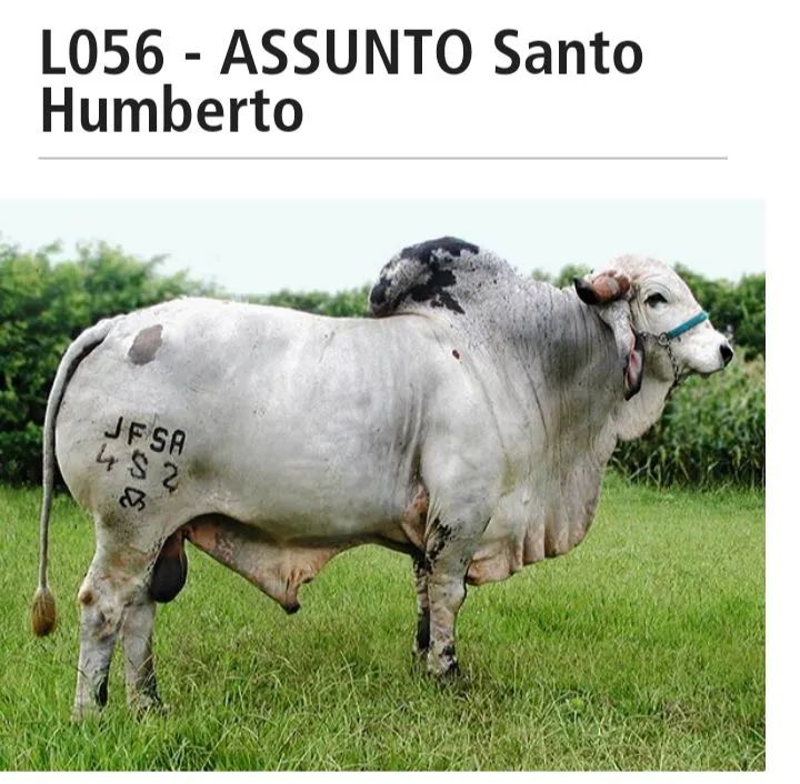 Terneiro Gir mansinho  - Foto 6