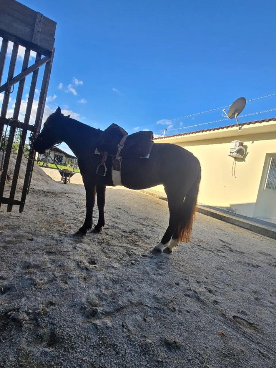 Cavalo - égua mansa - Foto 2