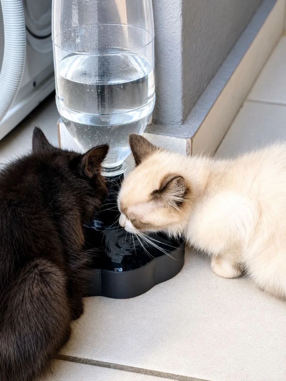 Bebedouro para cães e gatos garrafa pet. 3D - Foto 3