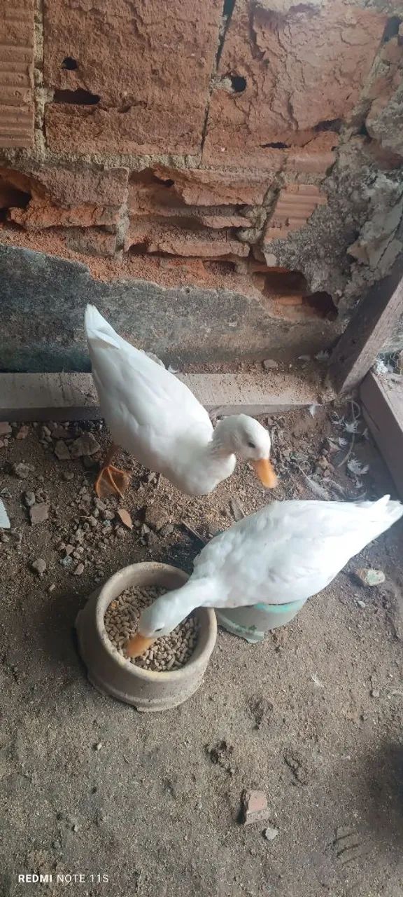 Marreco Mini Cool  - Foto 2