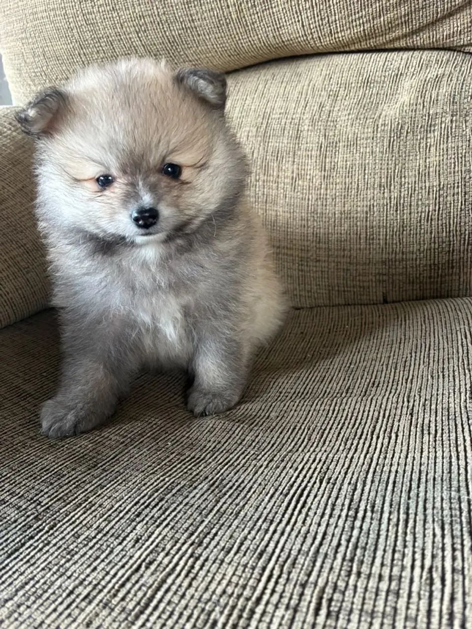 Filhotes de Spitz Alemão anão  - Foto 2
