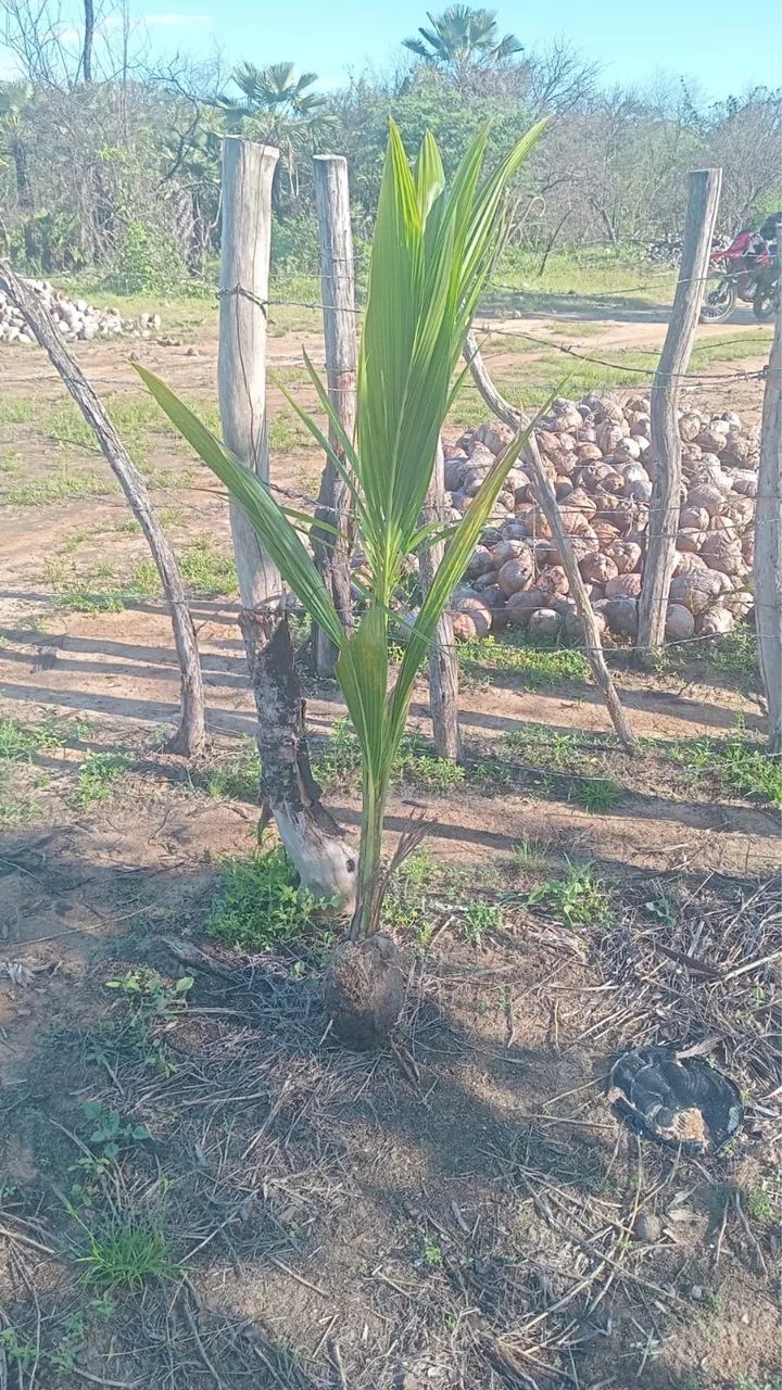 Mudas de coco - Foto 3