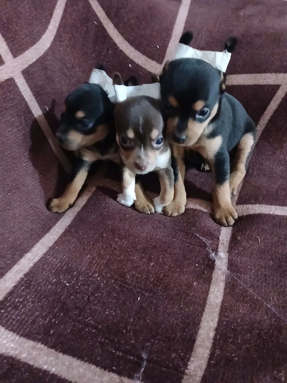 Pincher  bebes  - Foto 2