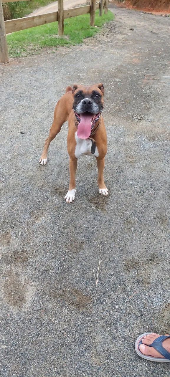 Cachorro boxer - Foto 3