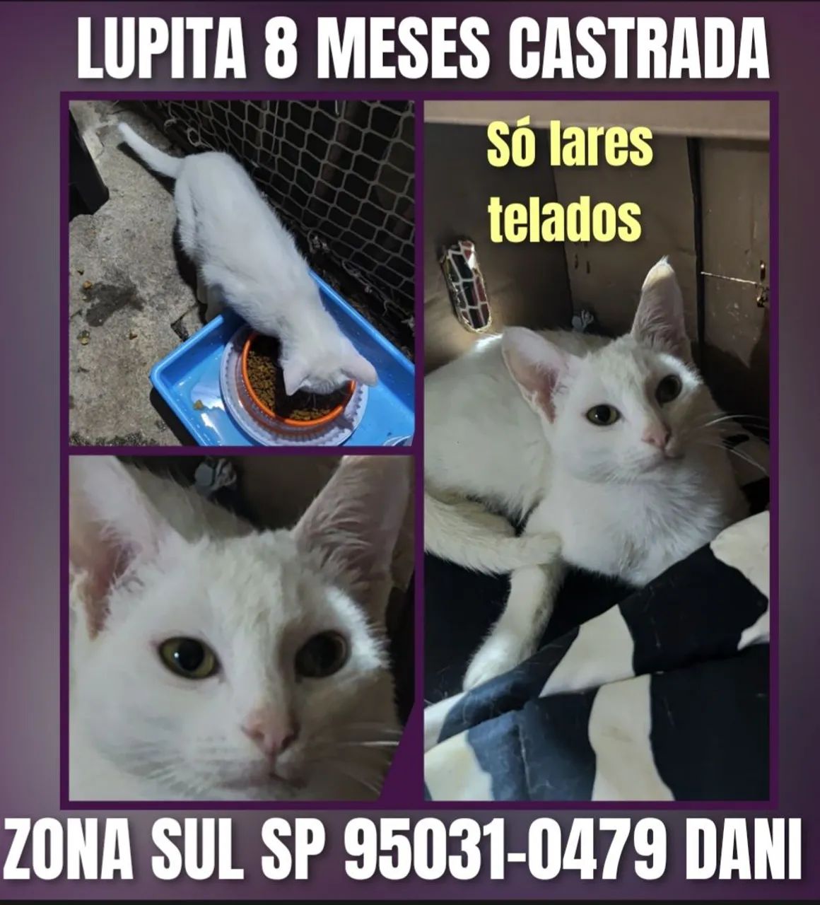 Gata castrada  - Foto 4