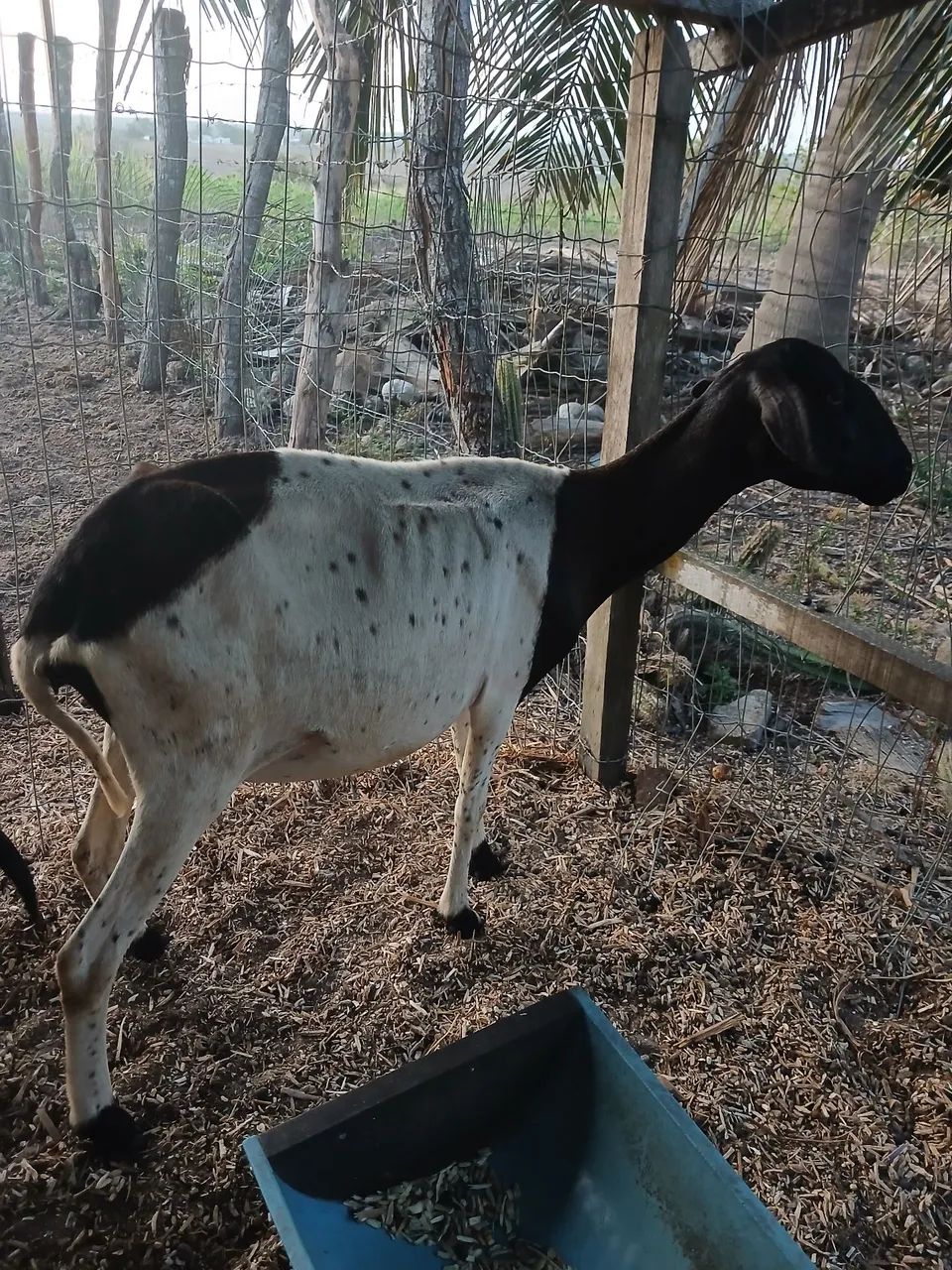 Ovelhas  - Foto 5