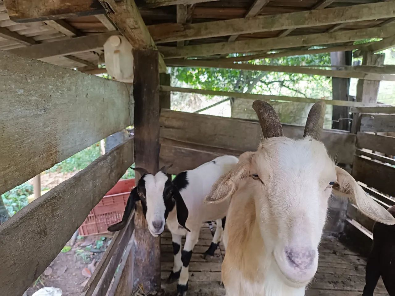 3 caprinos  - Foto 2