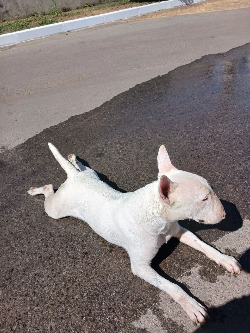 Bull terrier macho - Foto 5