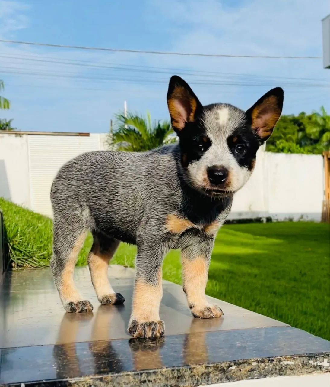 Cachorro - Foto 2