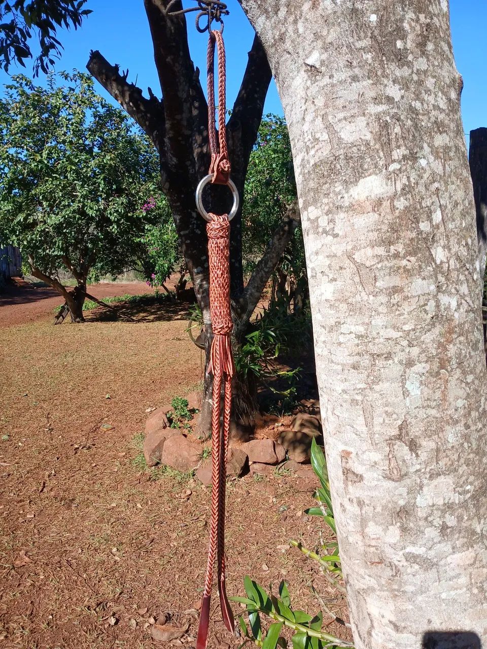 Mango duas pernas 