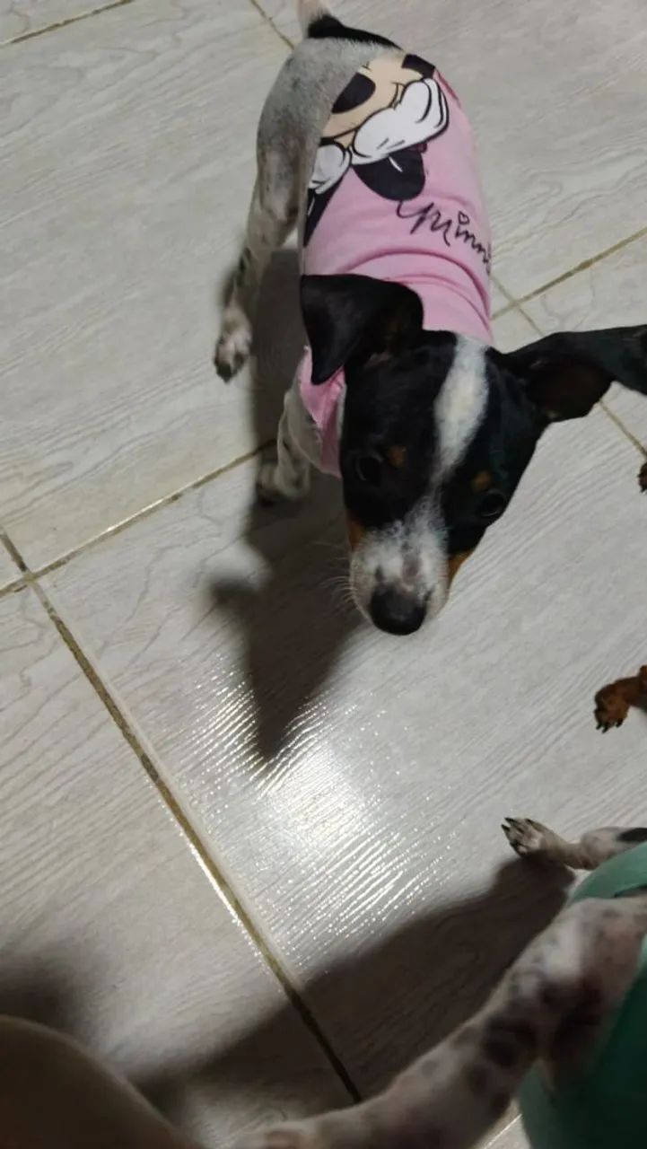 Vende Pincher do 0 a 1 