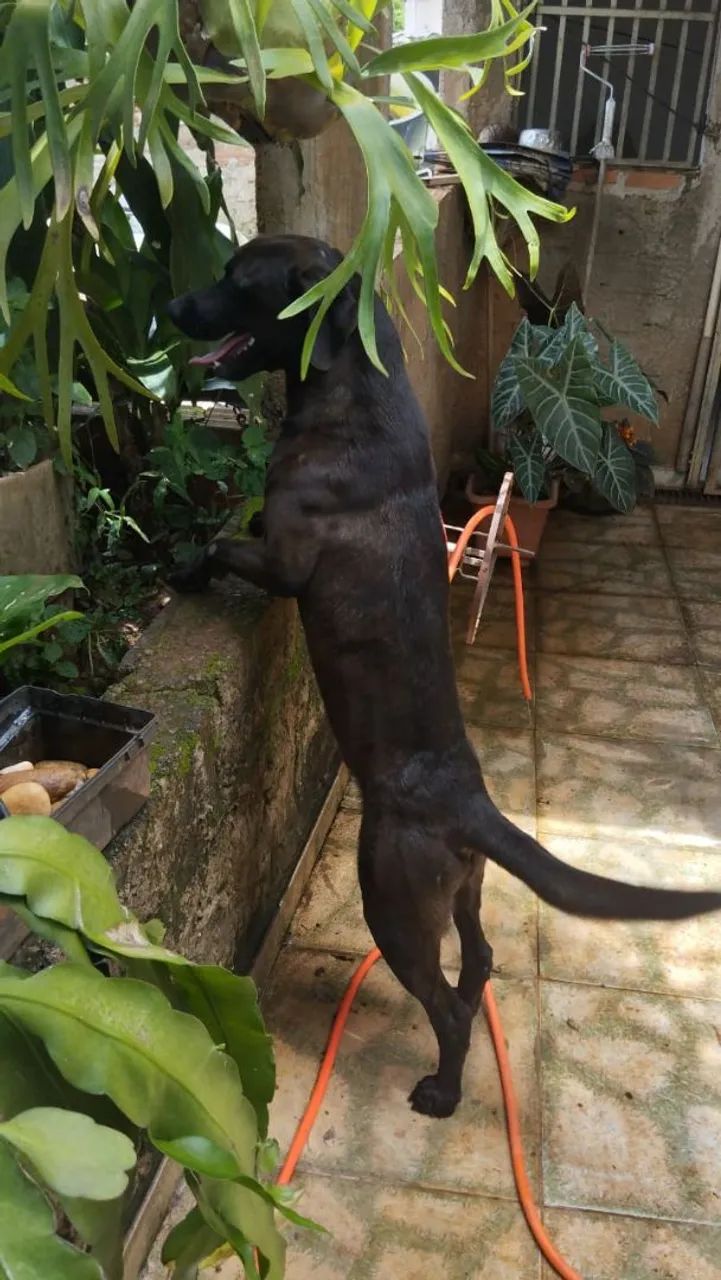 Cão ? doação 