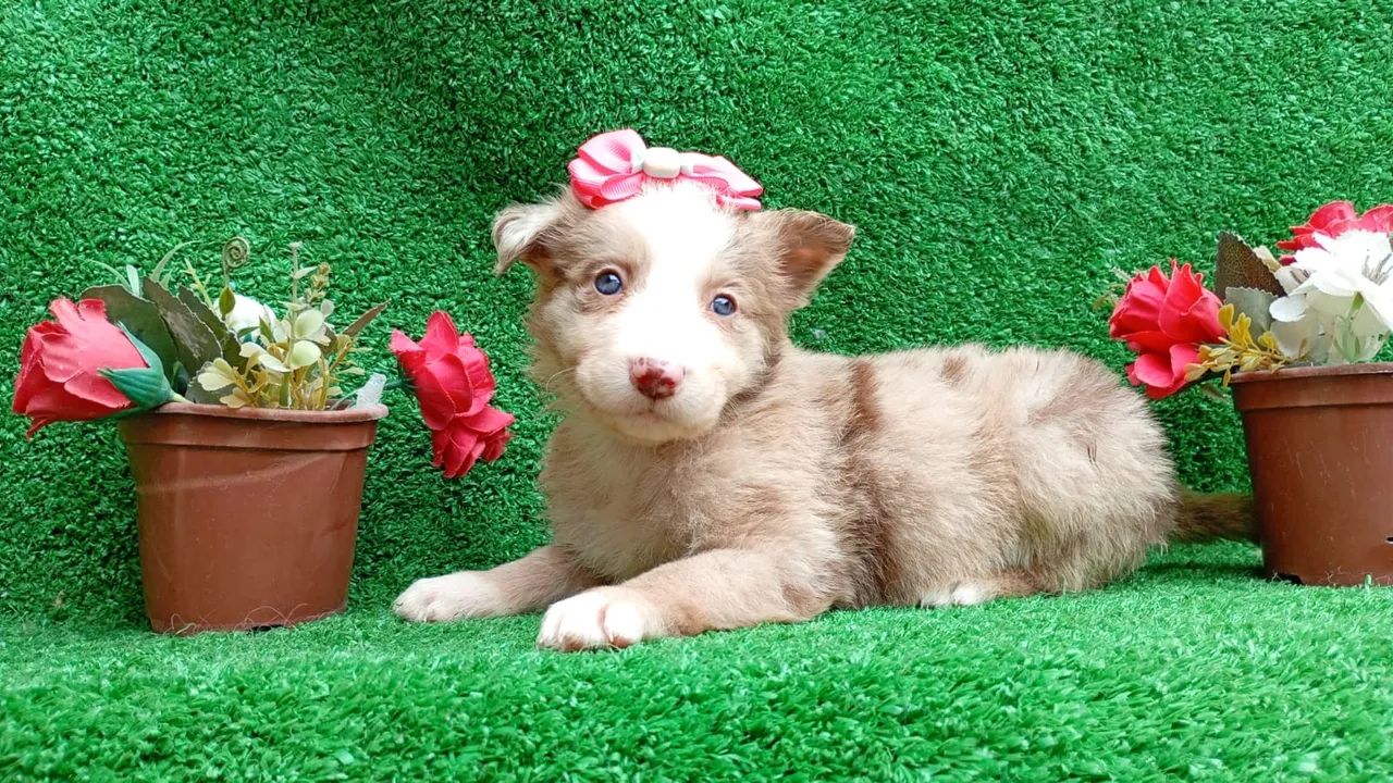Filhote boder collie 