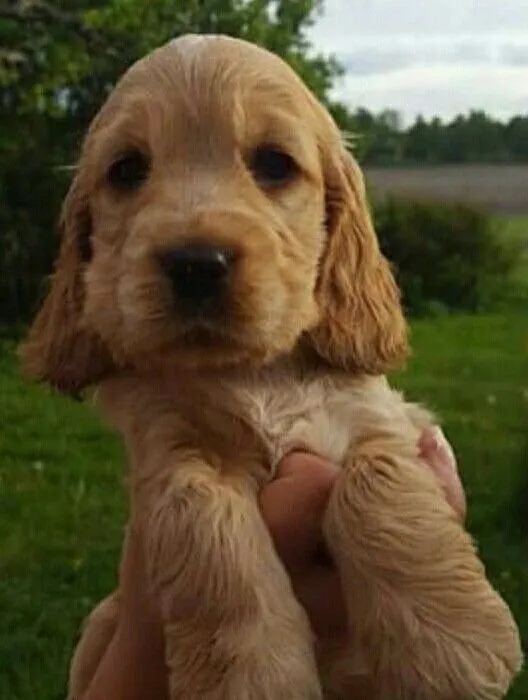 Cocker spaniel muito encantador 