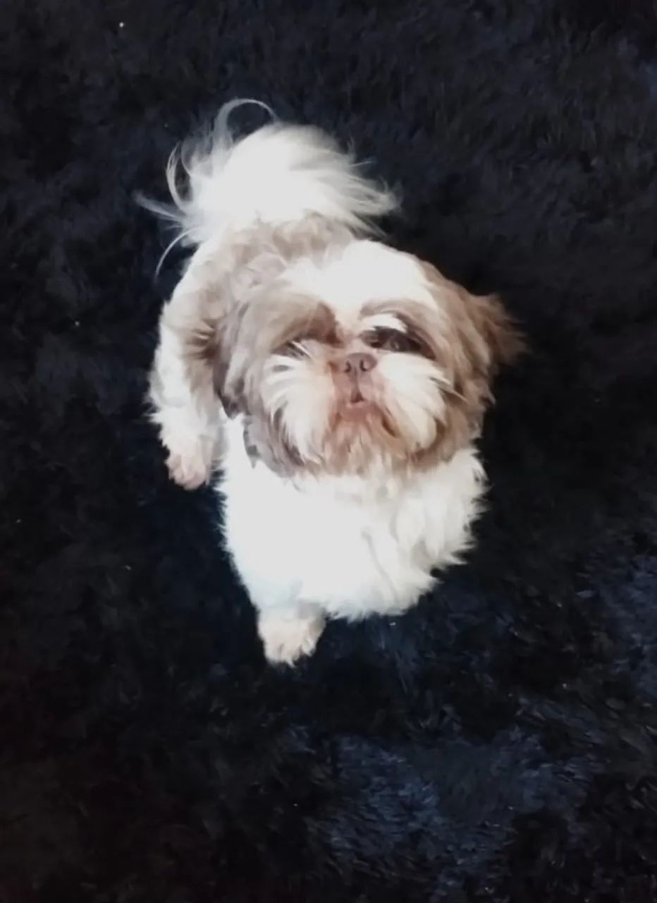 Macho chocolate para cruza  - Foto 4