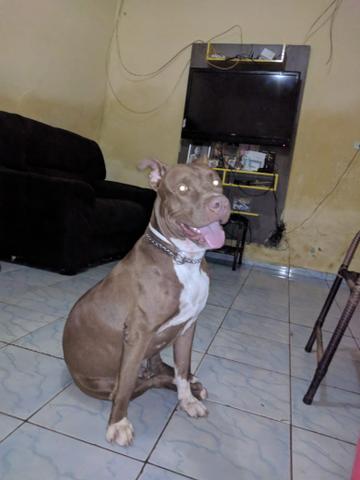 Vende-se filhotes de pitbull, puros! - Foto 6