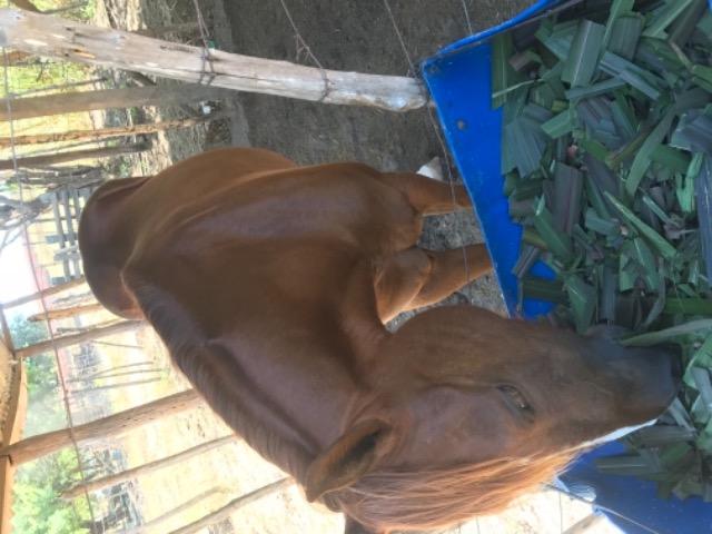 Vendo potra - Foto 3