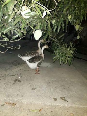 Vendo Casal de Ganços Adultos - Foto 2