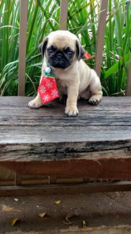 Você espera ter seu pug se ficar só olhando? Corre e compre pug M a CHO