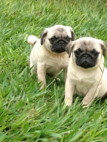F ilhotinho macho de pug preto com pedigree disponível*Whatsapp *