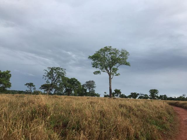 Fazenda plana e rica em água, 24 Alqueires (116.16 ha ) Bela Vista de Goias - Foto 19