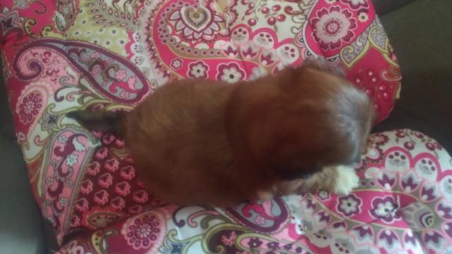 Shihtzu - Foto 3
