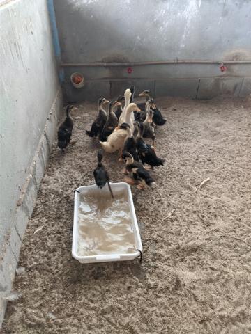 Lotes com 6 Filhotes de Marreco