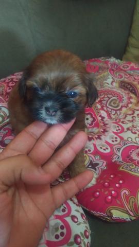 Shihtzu - Foto 5