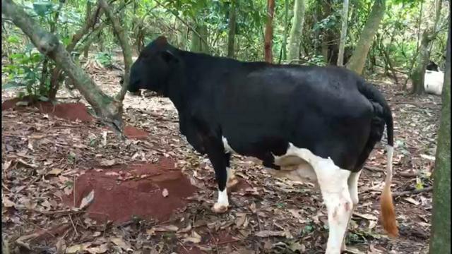 Vacas Leiteiras - Foto 3