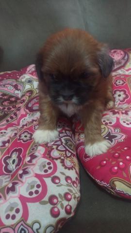 Shihtzu - Foto 2