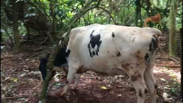 Vacas Leiteiras - Foto 2
