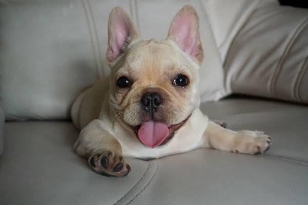 Bulldog Francês Pronta Entrega