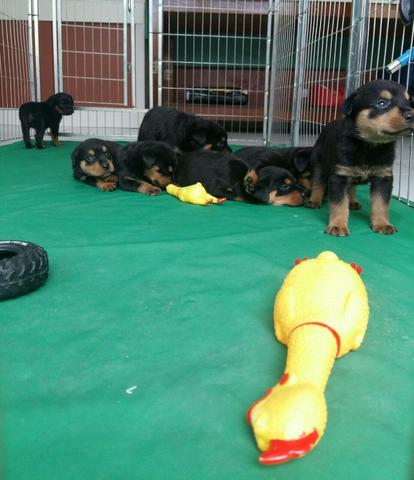 Cabeçudos Robustos E Imponentes Rottweiler Alemão Entrega Imediata Ligue Já
