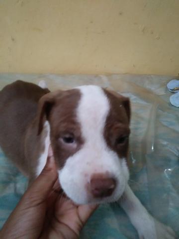 Filhote de pit bull - Foto 4