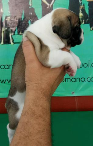Porte Pequeno Ideal Para Seu Apartamento Conheça O Bulldogue Francês Ligue Já - Foto 4