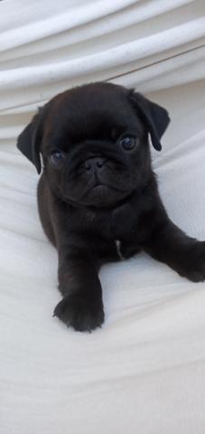 Pug com pedigree - Foto 3