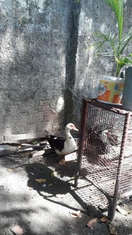 Aves - Foto 6
