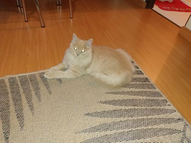 Vendo gato - Foto 4