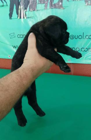 Porte Pequeno Ideal Para Seu Apartamento Conheça O Bulldogue Francês Ligue Já - Foto 2