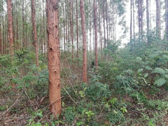 Fazenda com eucalipto - Foto 7